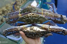 Les exportations de crabe en forte augmentation après 2 ans de Covid-19