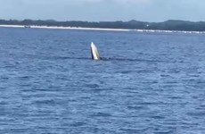 Une baleine apparait dans les eaux de Quang Ninh