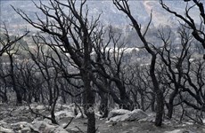 Messages de sympathie à l'Algérie suite aux graves incendies de forêt
