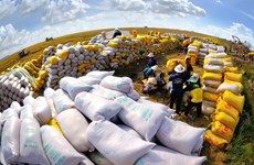 Nikkei Asia: le Vietnam et la Thaïlande peuvent se liguer pour relever le prix du riz à l'export