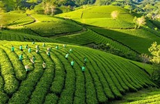 Le Vietnam adopte un plan d’action pour booster la croissance verte en agriculture