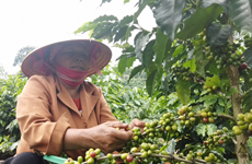 La province de Son La s’emploie à faire du café un produit phare