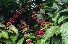 De vastes possibilités d’exportation de café vietnamien vers l’Espagne