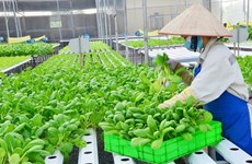 Hanoi vise plus de 70% des produits agricoles high-tech d’ici 2030