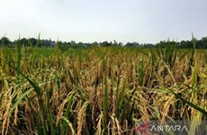 La production de riz de l'Indonésie estimée à 32 millions de tonnes cette année