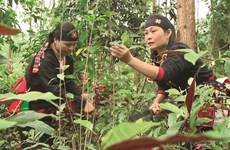 À Hanoï, les Dao cherchent à préserver l’herboristerie 