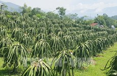 Tiên Giang accélère la délivrance d’indicatifs régionaux de plantation