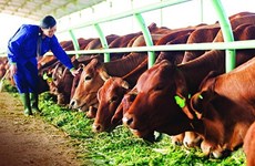 Les agriculteurs de Hung Yen tirent des bénéfices grâce à l'élevage bovin