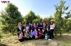 Le tourisme agricole tout feu tout femmes à Binh Liêu