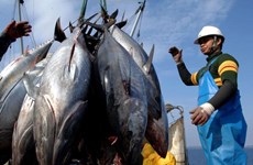 Les exportations nationales de thon vers le Japon poursuivent leur croissance 
