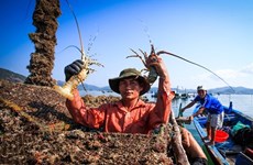 Les exportations vietnamiennes de homards ont plus que septuplé en neuf mois