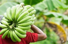 Le Vietnam, deuxième fournisseur de bananes sur le marché chinois