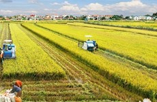 La riziculture du delta du Mékong va devenir un secteur agricole clé
