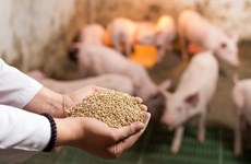 Aliments pour animaux: le Vietnam, 8e producteur mondial