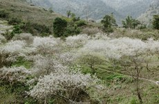 La saison des fleurs de prunier à la "porte du paradis" de Muong Lông