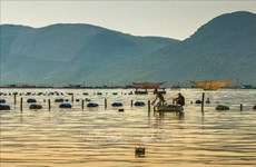 Indonésie : des experts appellent à appliquer le modèle vietnamien pour développer l’aquaculture