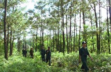Les localités vietnamiennes et lao renforcent leur coopération dans la protection des forêts