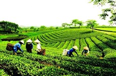 Thai Nguyên vise un milliard de dollars d’exportations de thé