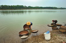 À Hà Tinh, les récolteurs d’orbicules sortent de leur coquille