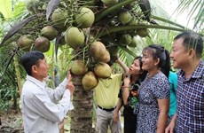  Le Vietnam vise des exportations de produits à base de noix de coco d’un milliard de dollars