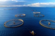 Faire de l'aquaculture marine une industrie moderne