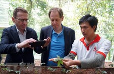 Des experts étrangers inspectent la culture du ginseng Ngoc Linh à Quang Nam