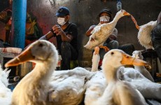La grippe aviaire H5N1 dans une province cambodgienne sous contrôle, selon les autorités