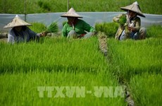 L'Indonésie annonce une stratégie nationale d'e-agriculture