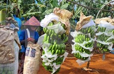 Les produits agricoles vietnamiens cherchent un accès durable au marché chinois