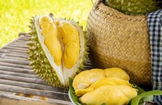 246 indicatifs régionaux de culture du durian approuvés pour l'exportation vers la Chine