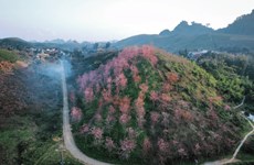 Les fleurs de pêcher à floraison tardive colorent Moc Chau en rose
