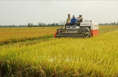 La Norvège finance la riziculture hybride du Vietnam pour l'adaptation au changement climatique