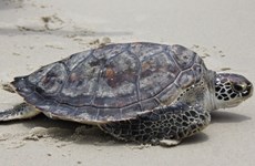 Une tortue olivâtre d'environ 100 kg est relâchée en mer