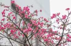 Plus de cerisiers en fleurs plantés dans le parc de Hanoï