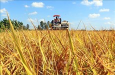 Séminaire sur le projet d'un million d'hectares de riz de haute qualité dans le delta du Mékong