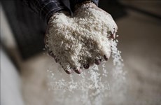 L'Indonésie pourrait importer 500.000 tonnes de riz supplémentaires en 2023