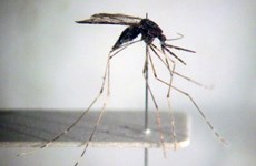 Le Vietnam s’efforce d’éliminer le paludisme d’ici 2030