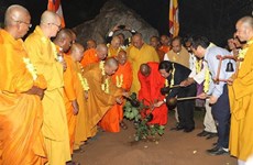 Un jeune arbre du plus vieil arbre de la Bodhi au monde planté à Bai Dinh