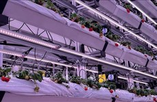 Singapour applique la haute technologie à la culture de fraises en Malaisie et en Thaïlande