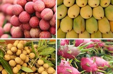 Quatre fruits vietnamiens sont exportés vers l’Australie
