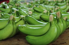 Exportations de bananes de près de 11 millions de dollars vers le Japon et la R. de Corée en 2022