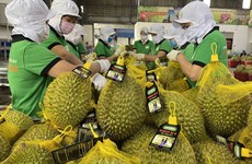 Les exportations de durians sur la bonne voie