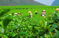 Les exportations de thé rapportent 50 millions de dollars en quatre mois