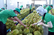 Le durian et la noix de coco devraient rejoindre le club des exportations "à 1 milliard de dollars"