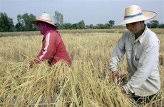 La production de riz de la Thaïlande pourrait chuter de 6 % à cause d'El Niño