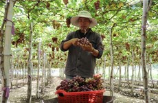 Ninh Thuan transforme l'agriculture de haute technologie en fer de lance économique
