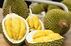 Le Royaume-Uni, un marché potentiel pour le durian vietnamien