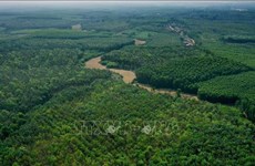 Le taux de couverture forestière du Vietnam atteint 42,02% en 2022