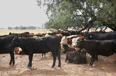 L'Indonésie prévoit de réduire les importations de bétail d'Australie