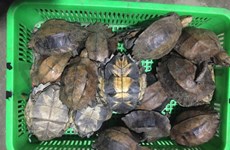 Deux emprisonnées pour trafic de tortues rares et menacées